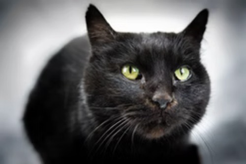 Bones, a pet cared for through PVC Companions