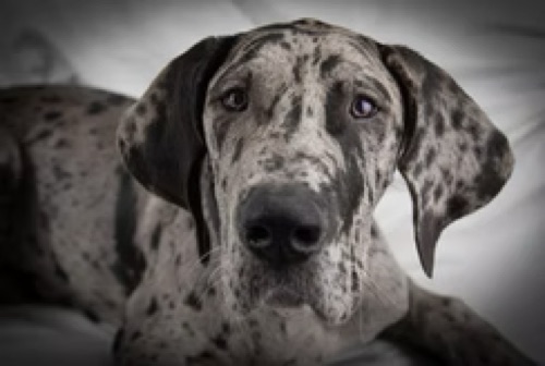 Ergo, a pet cared for through PVC Companions