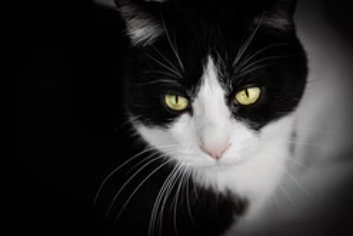 Hank, a black and white tuxedo cat cared for through PVC Companions