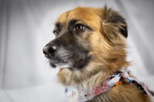 Jojo, a pet cared for through PVC Companions