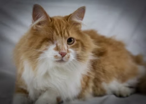 Kakashi, an orange long-haired cat cared for through PVC Companions