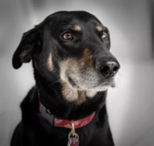 River, a black and tan dog cared for through PVC Companions